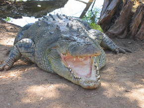 Wyndham Zoological Gardens And Crocodile Park - Holiday Jervis Bay 2