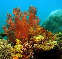 Three Islands Whale Shark Dive - Holiday Jervis Bay