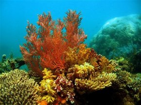 Three Islands Whale Shark Dive - Holiday Jervis Bay 0