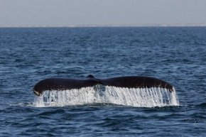 Three Islands Whale Shark Dive - Holiday Jervis Bay 1