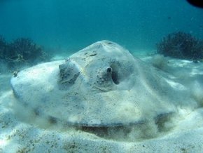 Three Islands Whale Shark Dive - Holiday Jervis Bay 2