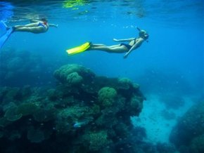 Three Islands Whale Shark Dive - Holiday Jervis Bay 3