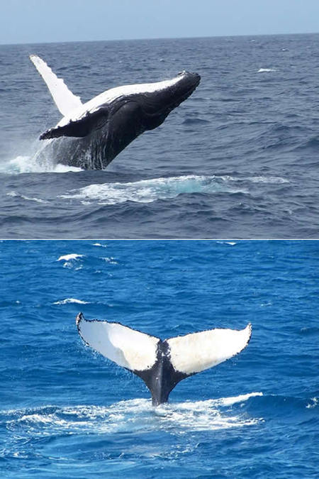 Mills Charters Fishing And Whale Watch Cruises - Holiday Jervis Bay 3