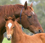 Blue Gum Farm - Holiday Jervis Bay
