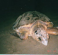 Footprints Adventures - Holiday Jervis Bay