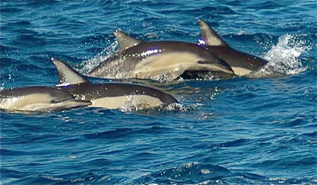 Dolphin Swim Australia - Holiday Jervis Bay 0