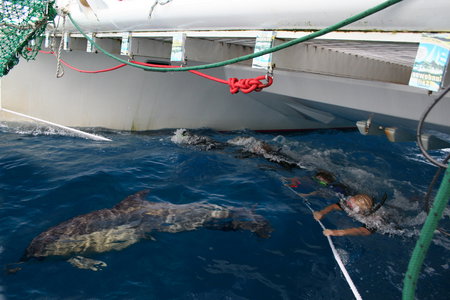 Dolphin Swim Australia - Holiday Jervis Bay 1