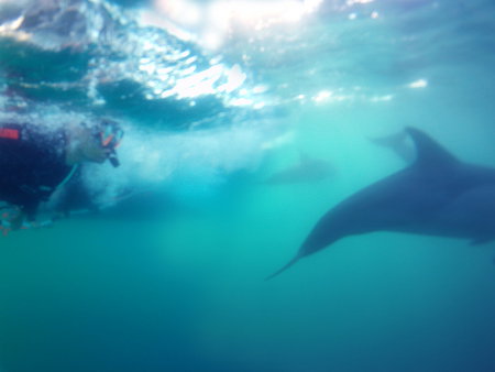 Dolphin Swim Australia - Holiday Jervis Bay 2