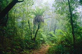 Lamington National Park And OReillys - Holiday Jervis Bay 0