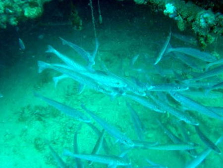 Underwater Sports Diving Centre - Holiday Jervis Bay 1