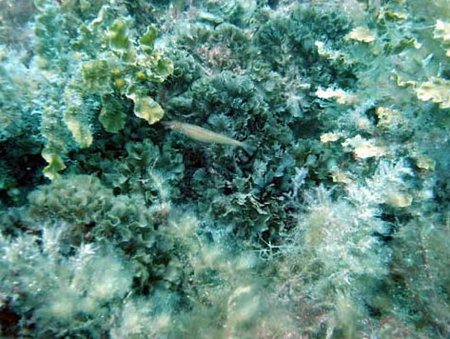 Underwater Sports Diving Centre - Holiday Jervis Bay 3