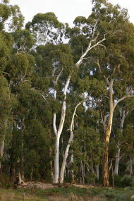 Heysen - The Cedars - Holiday Jervis Bay 2