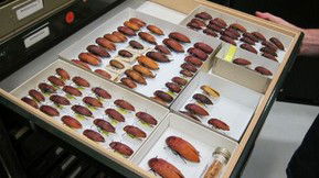 Western Australian Museum - Holiday Jervis Bay 1