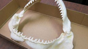 Western Australian Museum - Holiday Jervis Bay 2