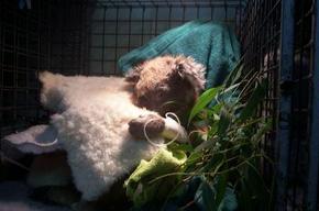 Jirrahlinga Koala & Wildlife Sanctuary - Holiday Jervis Bay 3