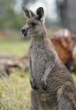 Jirrahlinga Koala & Wildlife Sanctuary - Holiday Jervis Bay 4