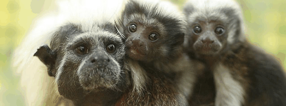 Alma Park Zoo - Holiday Jervis Bay 3