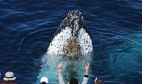 Spirit Of Gold Coast Whale Watching - Holiday Jervis Bay 1