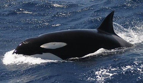 Spirit Of Gold Coast Whale Watching - Holiday Jervis Bay 2