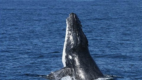 Spirit Of Gold Coast Whale Watching - Holiday Jervis Bay 3