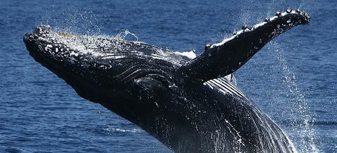Spirit Of Gold Coast Whale Watching - Holiday Jervis Bay 5
