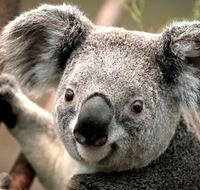 Potoroo Palace - Holiday Jervis Bay