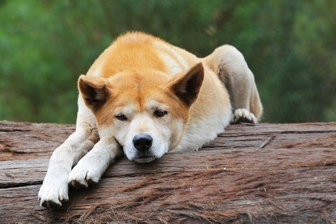 Potoroo Palace - Holiday Jervis Bay 1