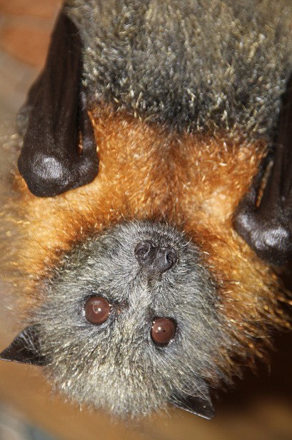 Potoroo Palace - Holiday Jervis Bay 2