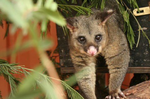 Potoroo Palace - Holiday Jervis Bay 3