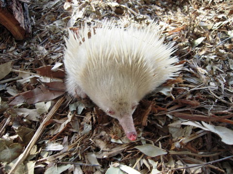 Potoroo Palace - Holiday Jervis Bay 4