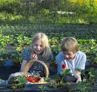 Blue Hills Berries  Cherries - Holiday Jervis Bay