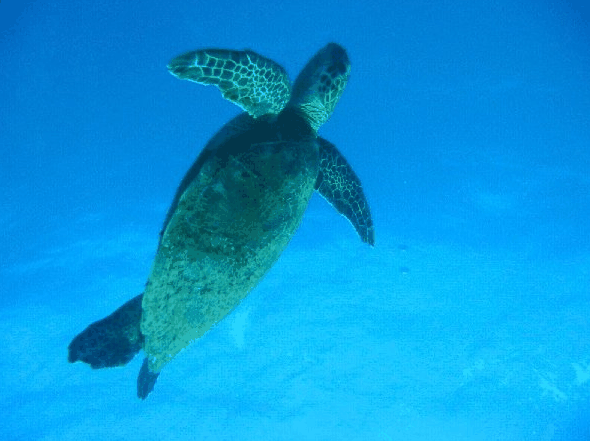 Big Cat Reality - Holiday Jervis Bay 0