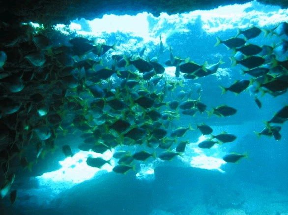 Big Cat Reality - Holiday Jervis Bay 3