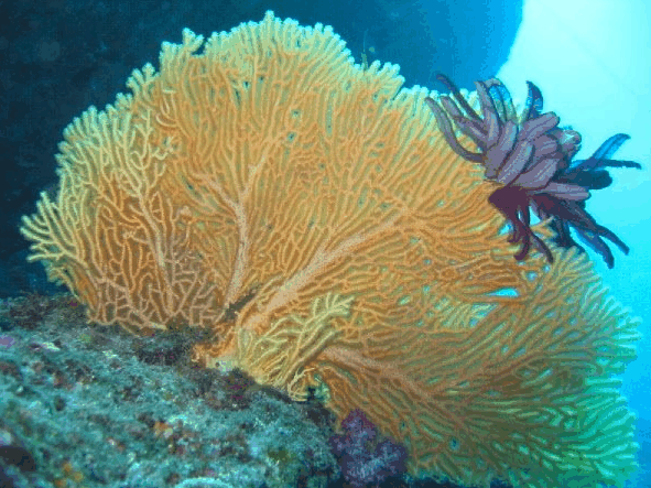 Big Cat Reality - Holiday Jervis Bay 5