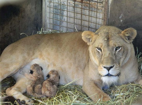 Darling Downs Zoo - Holiday Jervis Bay 2