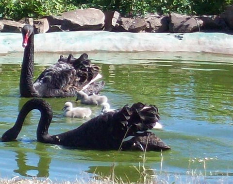 Darling Downs Zoo - Holiday Jervis Bay 3