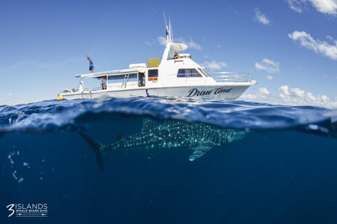 Three Islands Whale Shark Dive - Holiday Jervis Bay 4