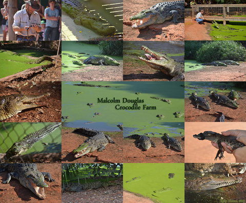The Malcolm Douglas Crocodile Park - Holiday Jervis Bay 0