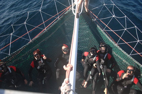 Dolphin Swim Australia - Holiday Jervis Bay 4