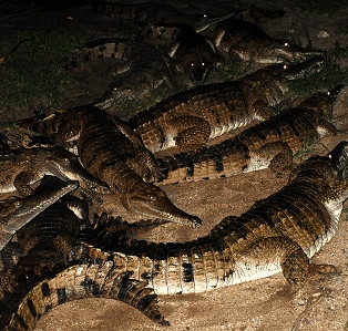 Cairns Night Zoo - Holiday Jervis Bay 3