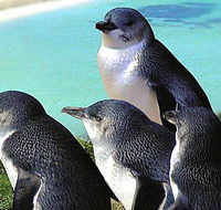 Rockingham Wild Encounters - Holiday Jervis Bay