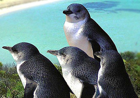 Rockingham Wild Encounters - Holiday Jervis Bay 0