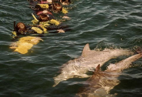 Rockingham Wild Encounters - Holiday Jervis Bay 2