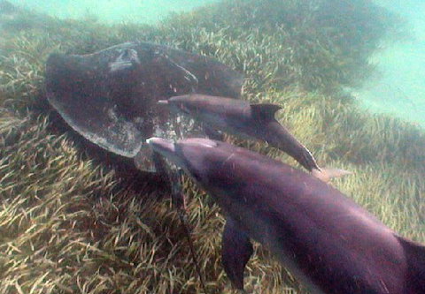 Rockingham Wild Encounters - Holiday Jervis Bay 3