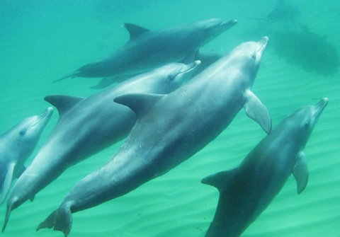 Rockingham Wild Encounters - Holiday Jervis Bay 4