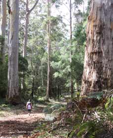 Warren River Loop Walk - Holiday Jervis Bay 0