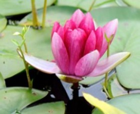 The Lotus Day Spa And Retreat - Holiday Jervis Bay 0