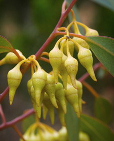 Mount Short Scenic Drive - Holiday Jervis Bay 0