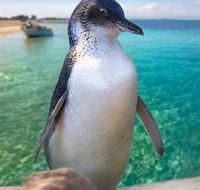 Penguin Island - Holiday Jervis Bay