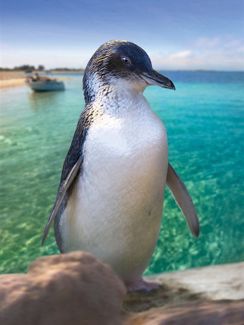 Penguin Island - Holiday Jervis Bay 0